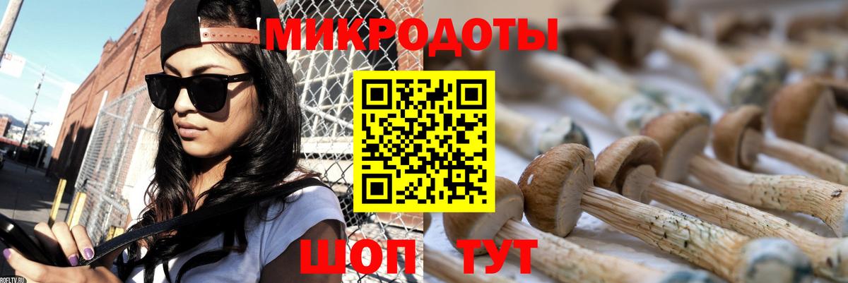 Галлюциногенные грибы Psilocybe Кондопога